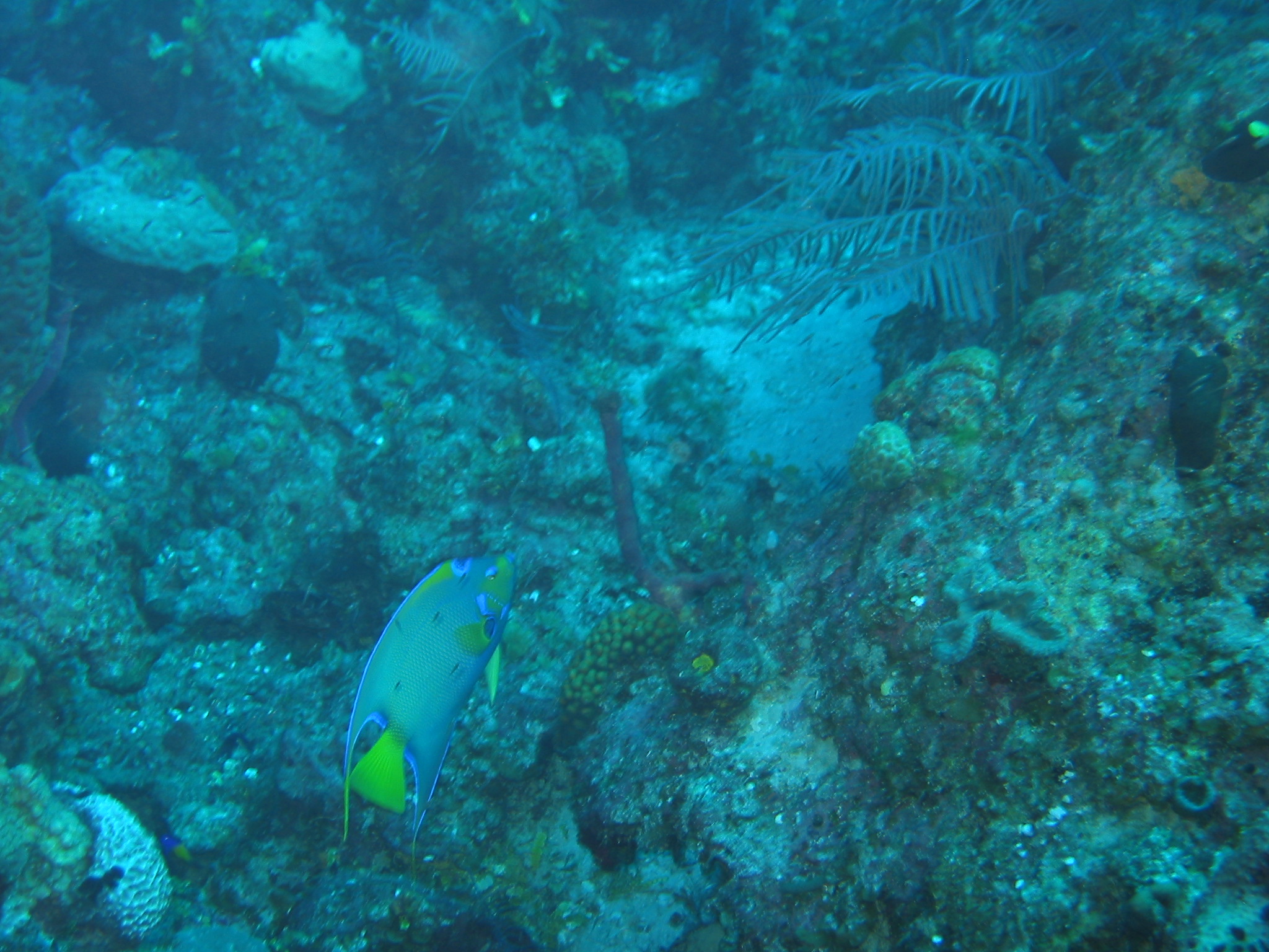 Nassau Diving