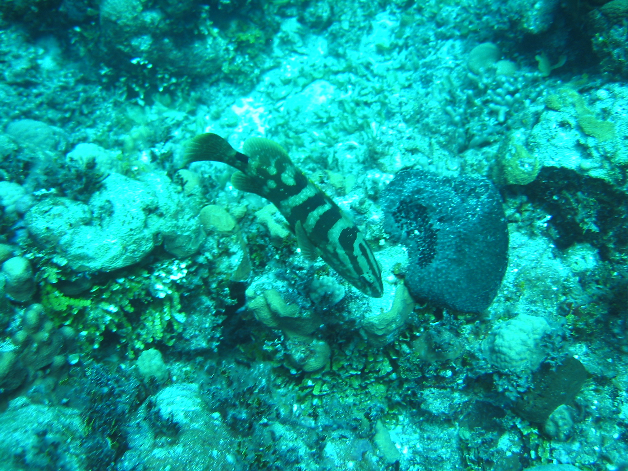 Nassau Diving