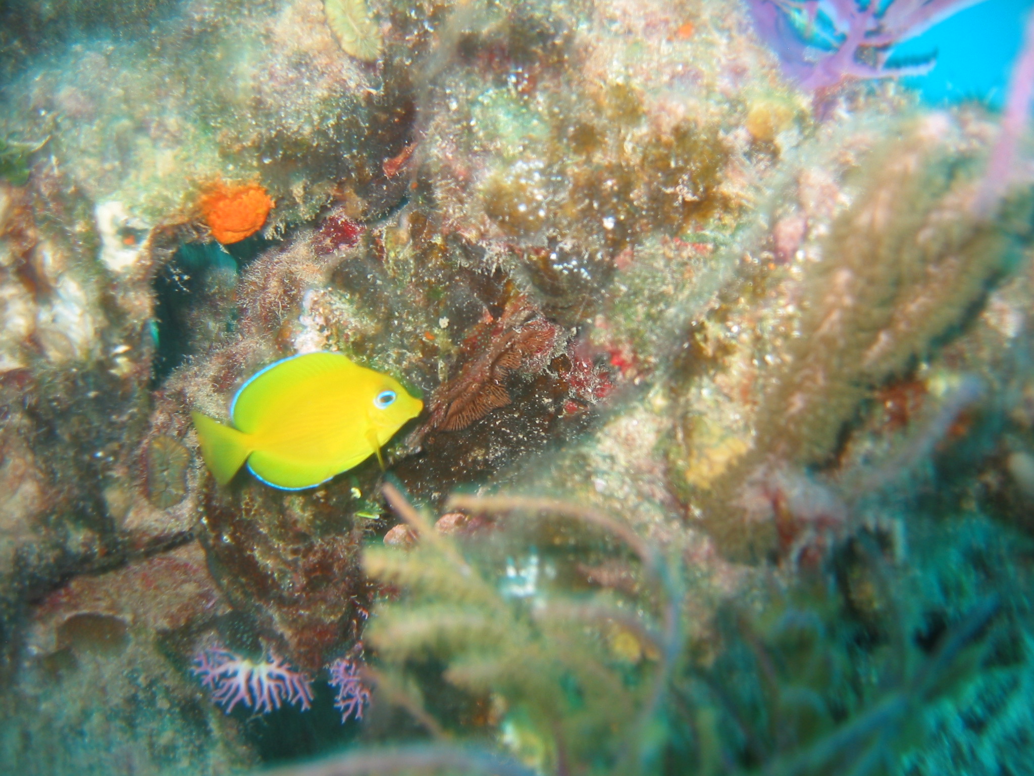 Nassau Diving