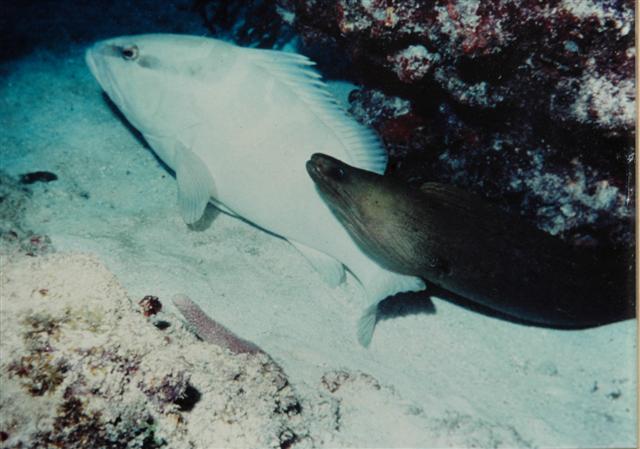 Nassau Grouper and Green Moray