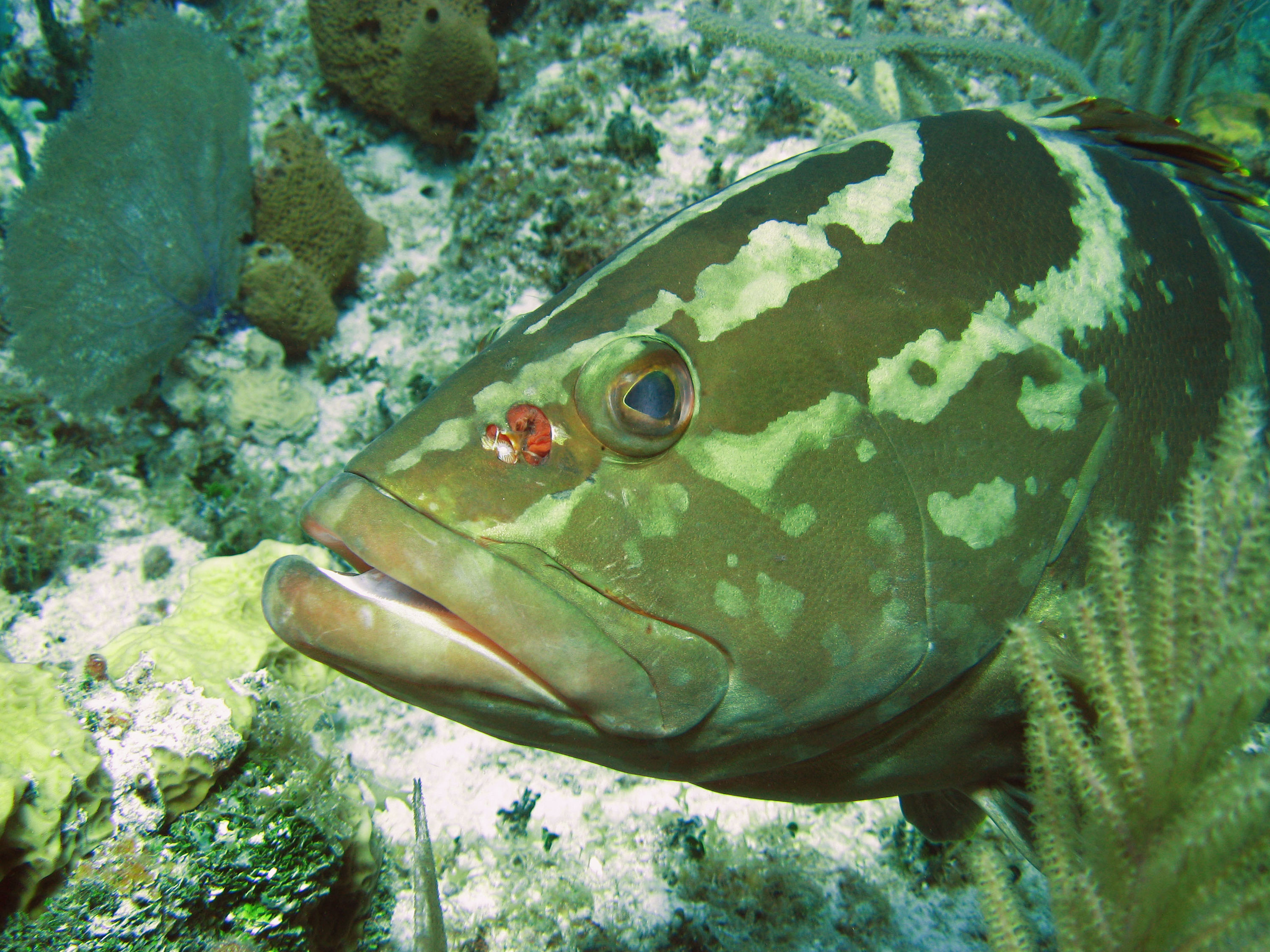 Nassau Grouper: Jerry