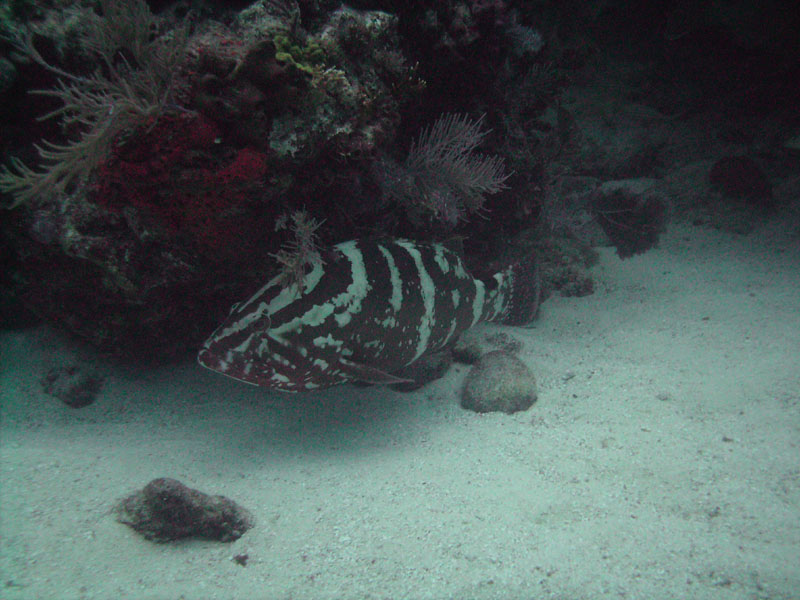 Nassau Grouper