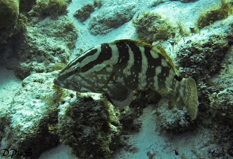 Nassau Grouper