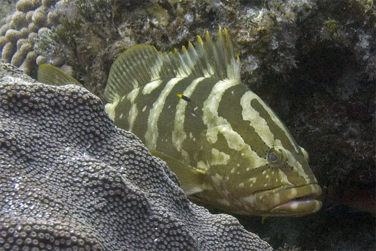 Nassau Grouper