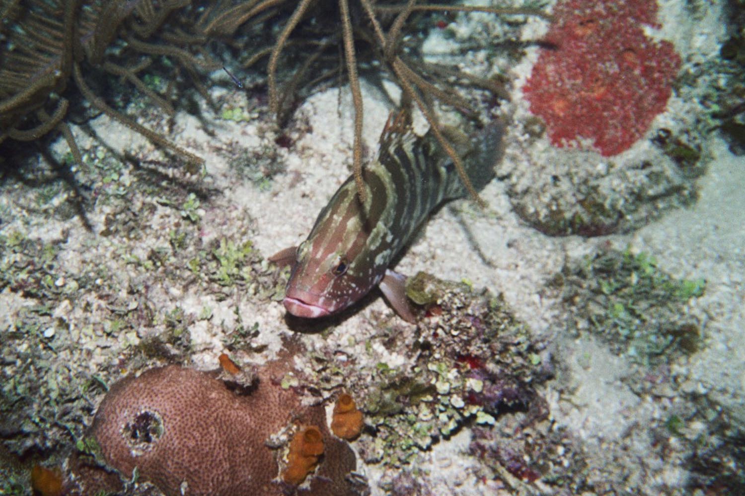 Nassau Grouper