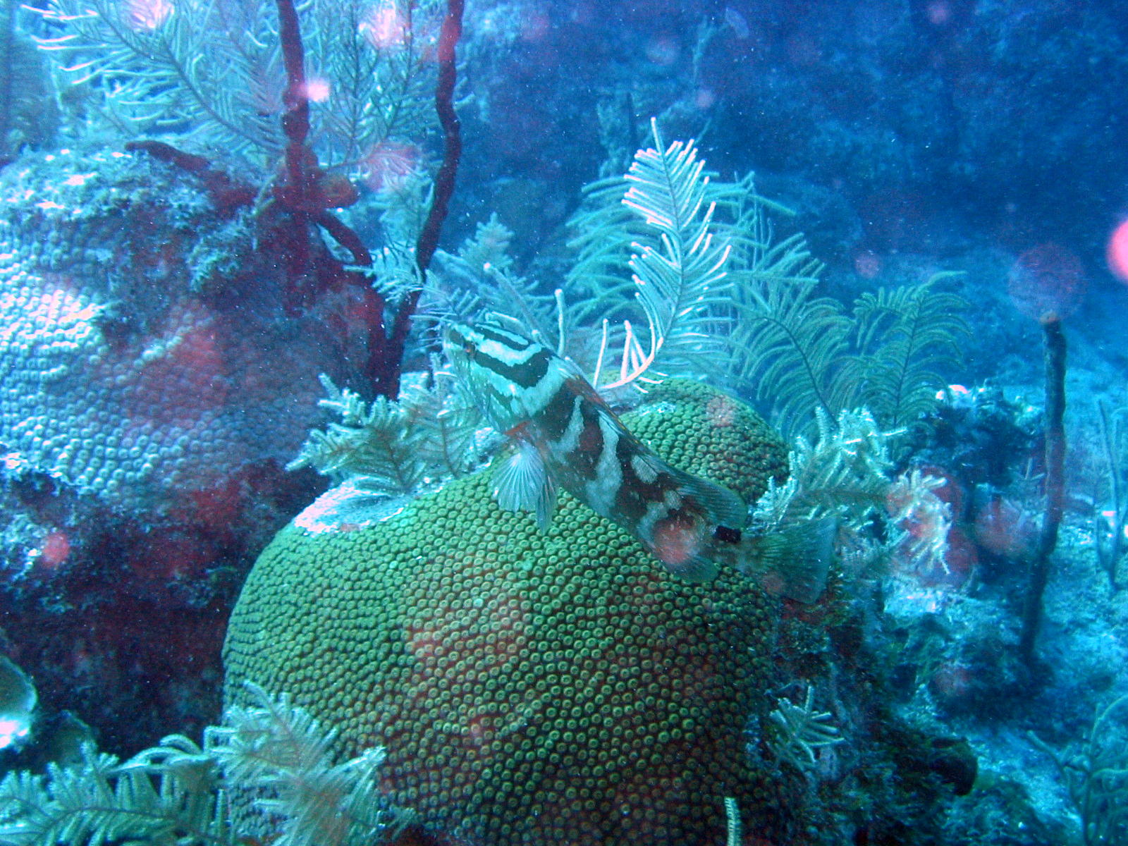 Nassau grouper