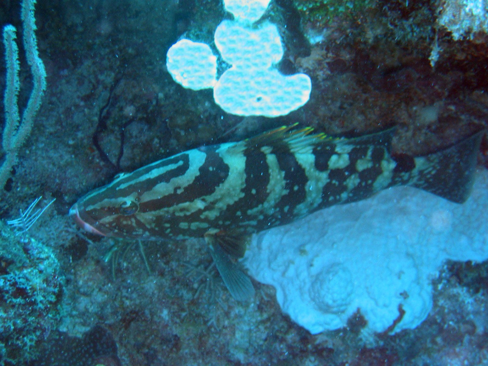 Nassau grouper