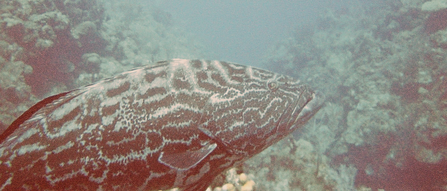 Nassau grouper