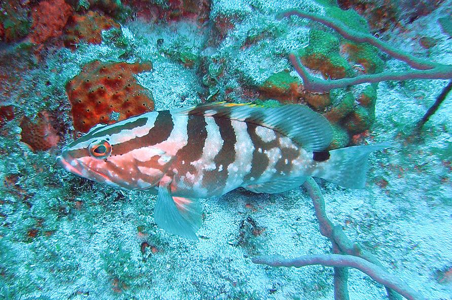 Nassau Grouper