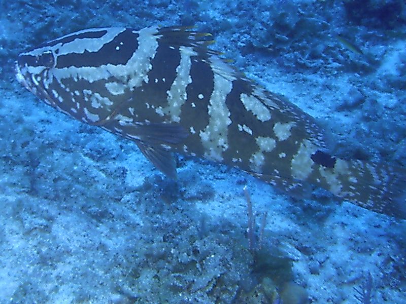 Nassau_Grouper