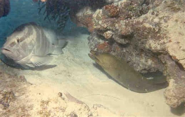 Nassau_Grouper_and_Green_Moray_Facing_Small_