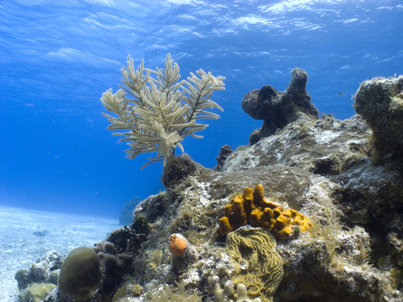 Natural Light Reef Scene