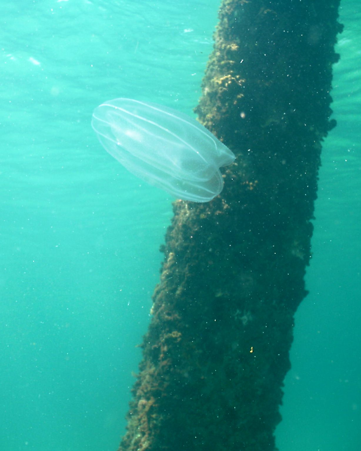 Navarre Pier, FL 070409