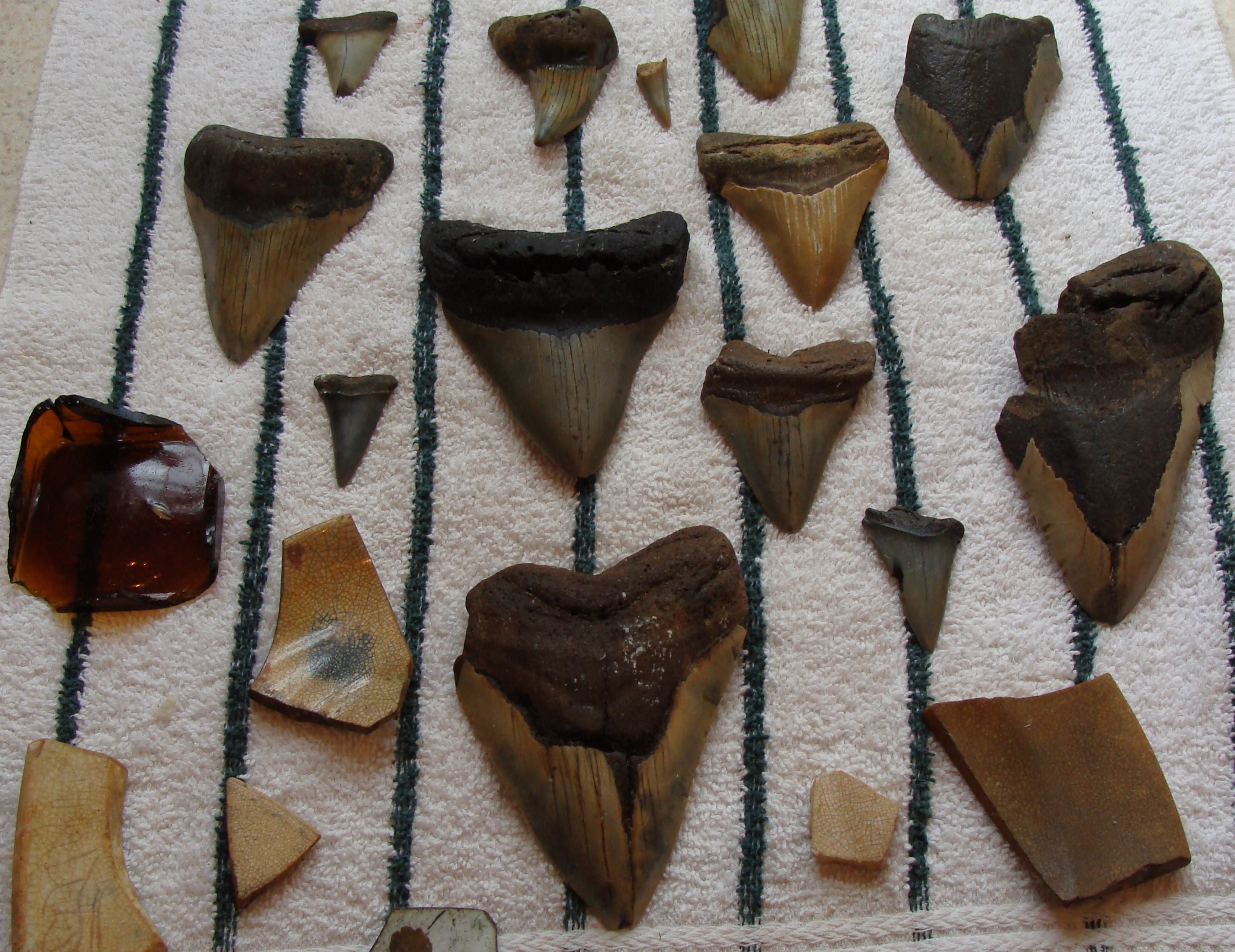 NC Fossil Shark teeth & Artifacts