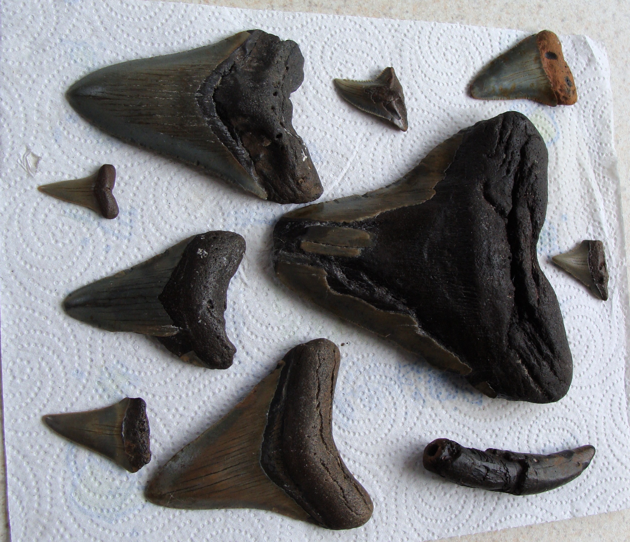 NC Fossil Shark teeth