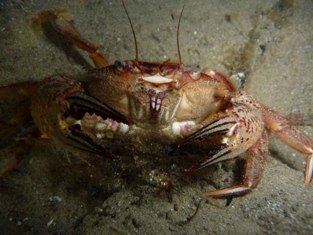 Nectocarcinus integrifron (Red Swimmer crab)