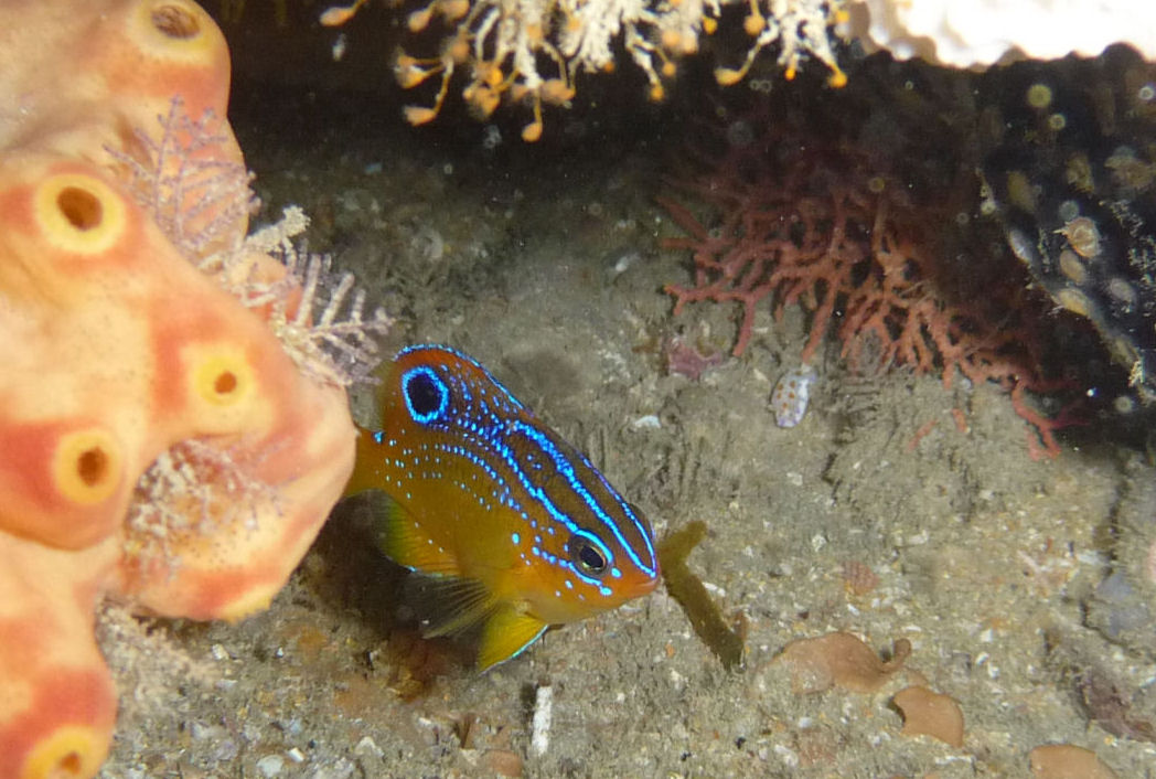 Nemadactylus valenciennesi (juvenile) Blue Morwong