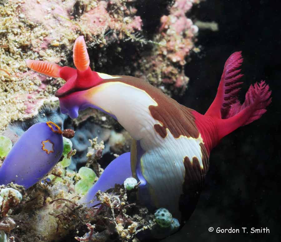 Nembrotha chamberlaini