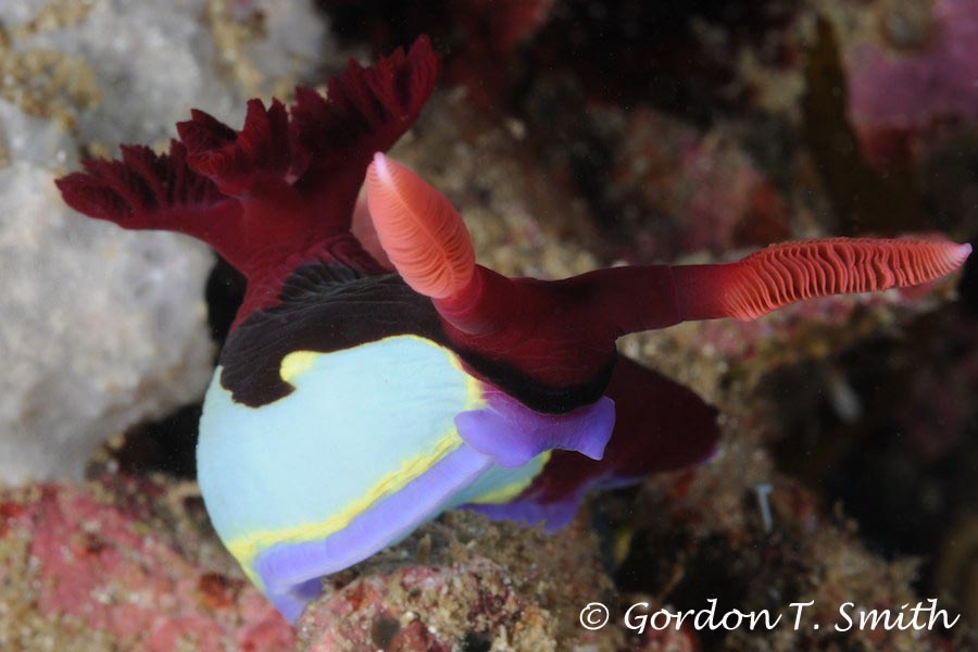 Nembrotha chamberlaini