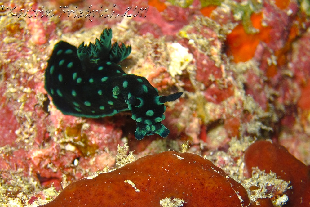 Nembrotha christata