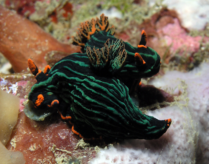 Nembrotha kubariyana - Nudibranch