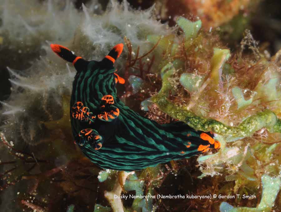 Nembrotha kubaryana