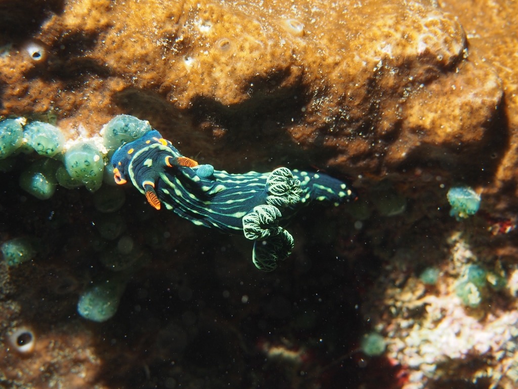 Nembrotha kubaryana