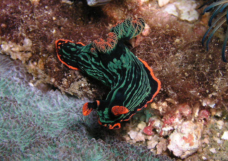 Nembrotha kubaryana