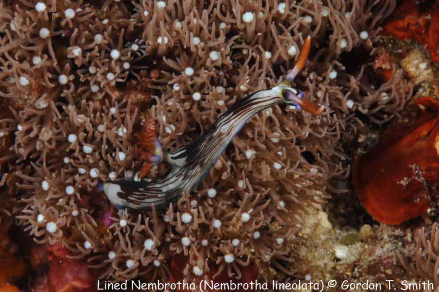 Nembrotha lineolata