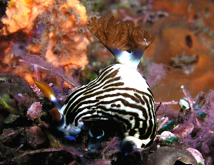 Nembrotha lineolata