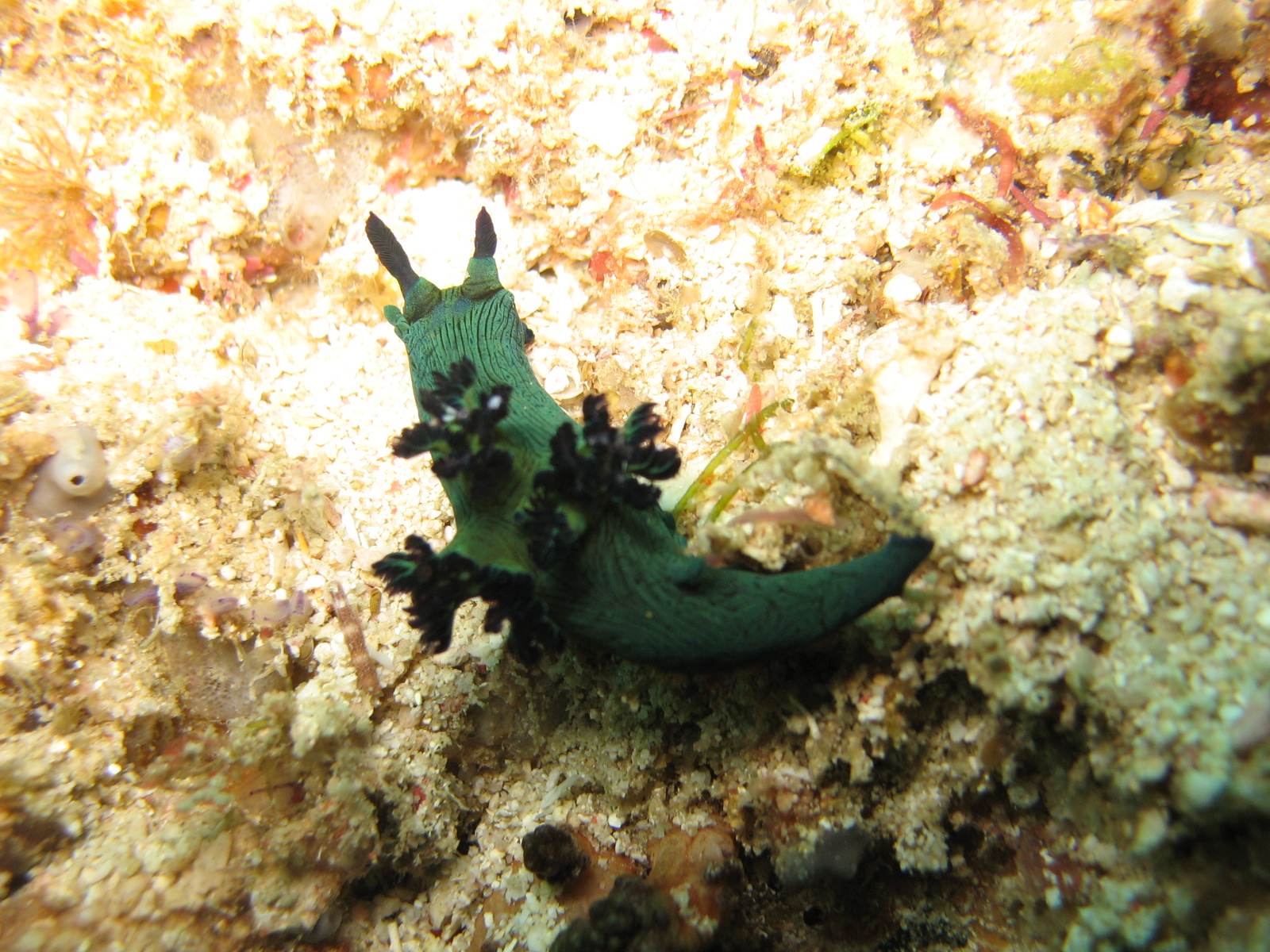 Nembrotha milleri