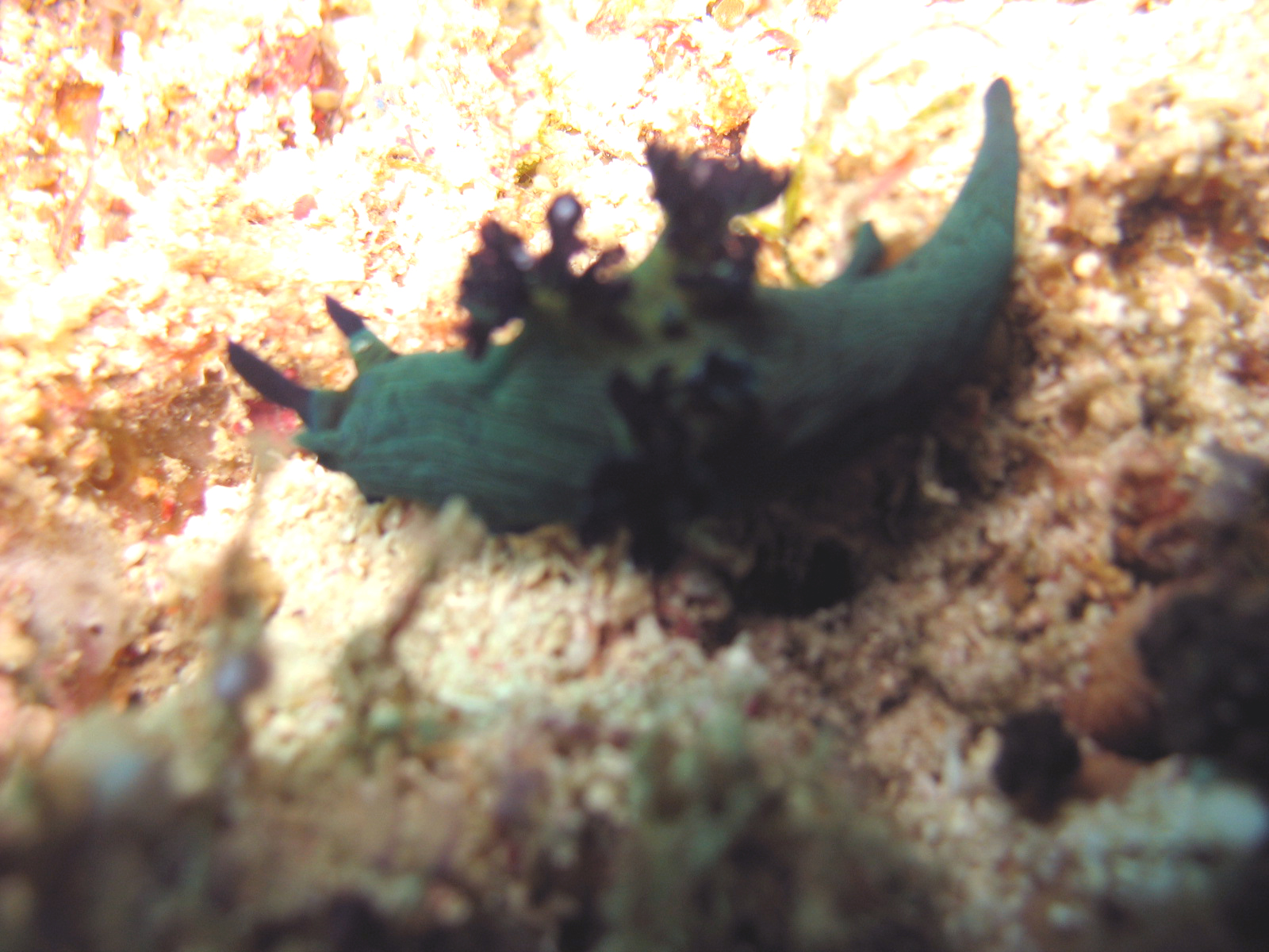 Nembrotha milleri