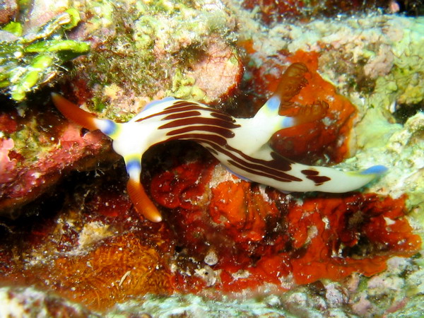 Nembrotha Purpureolineata 2