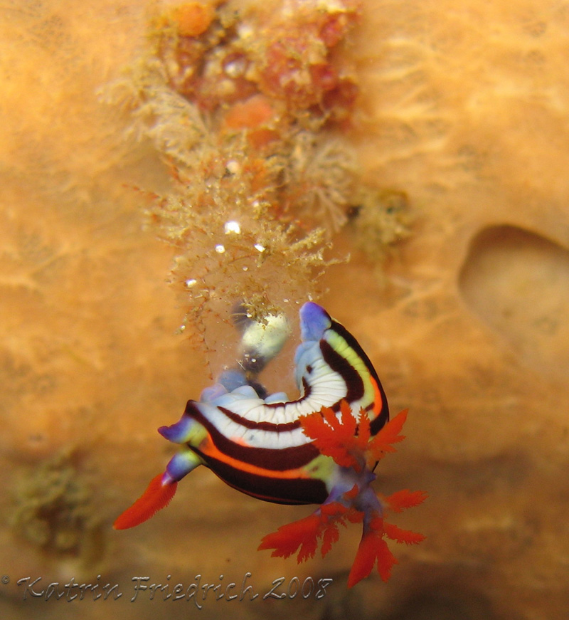 Nembrotha purpureolineata