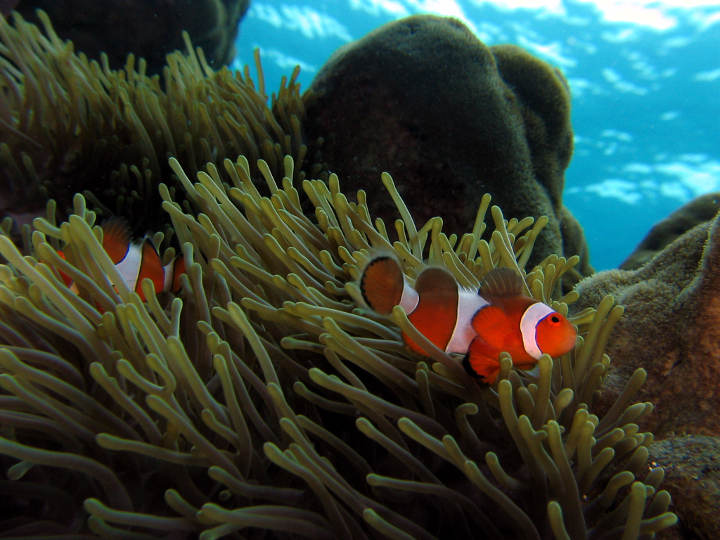 nemo clownfish