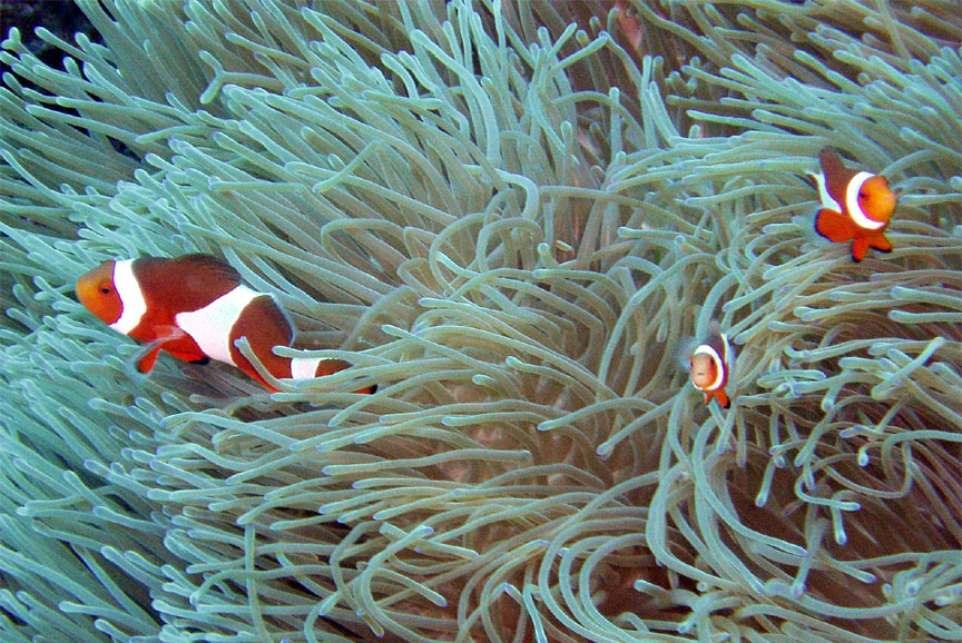 Nemo Family