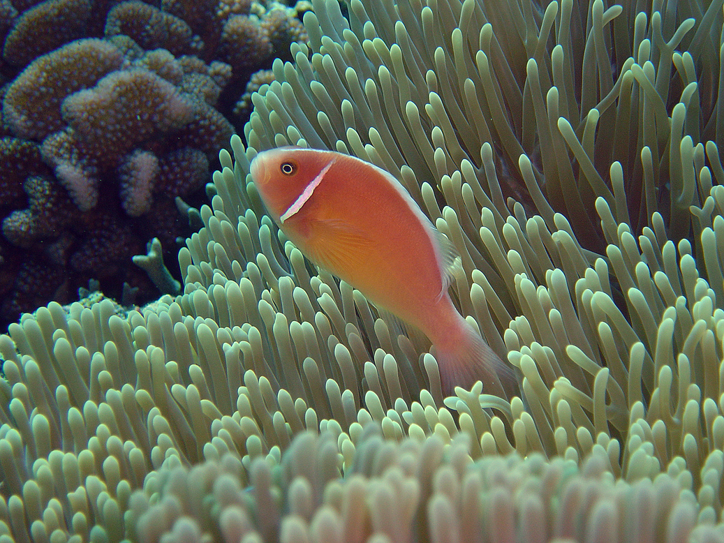 Nemo in The Solomon Islands