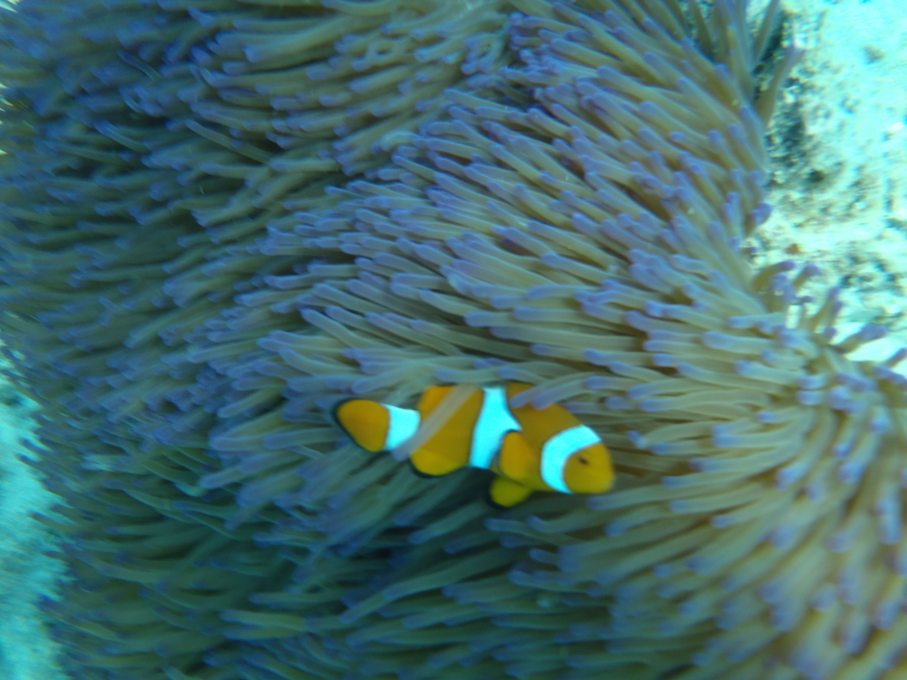 Nemo!