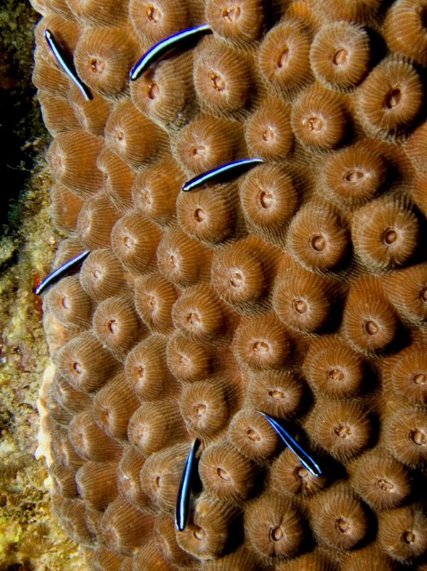 Neon Gobies