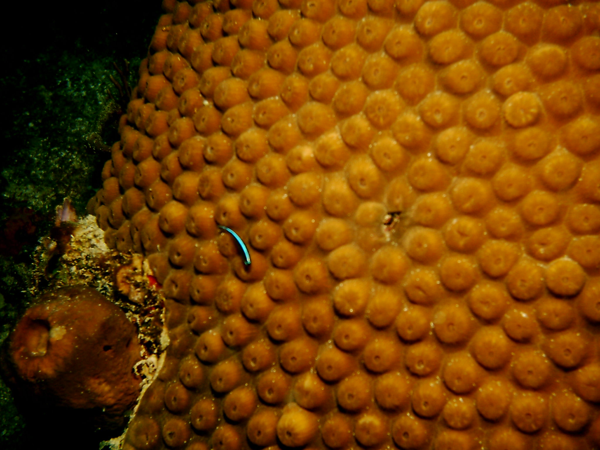 neon goby on coral