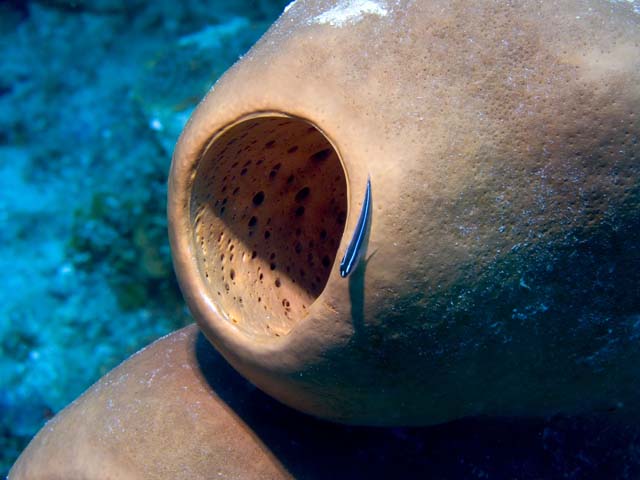 Neon-Goby-on-Sponge-3