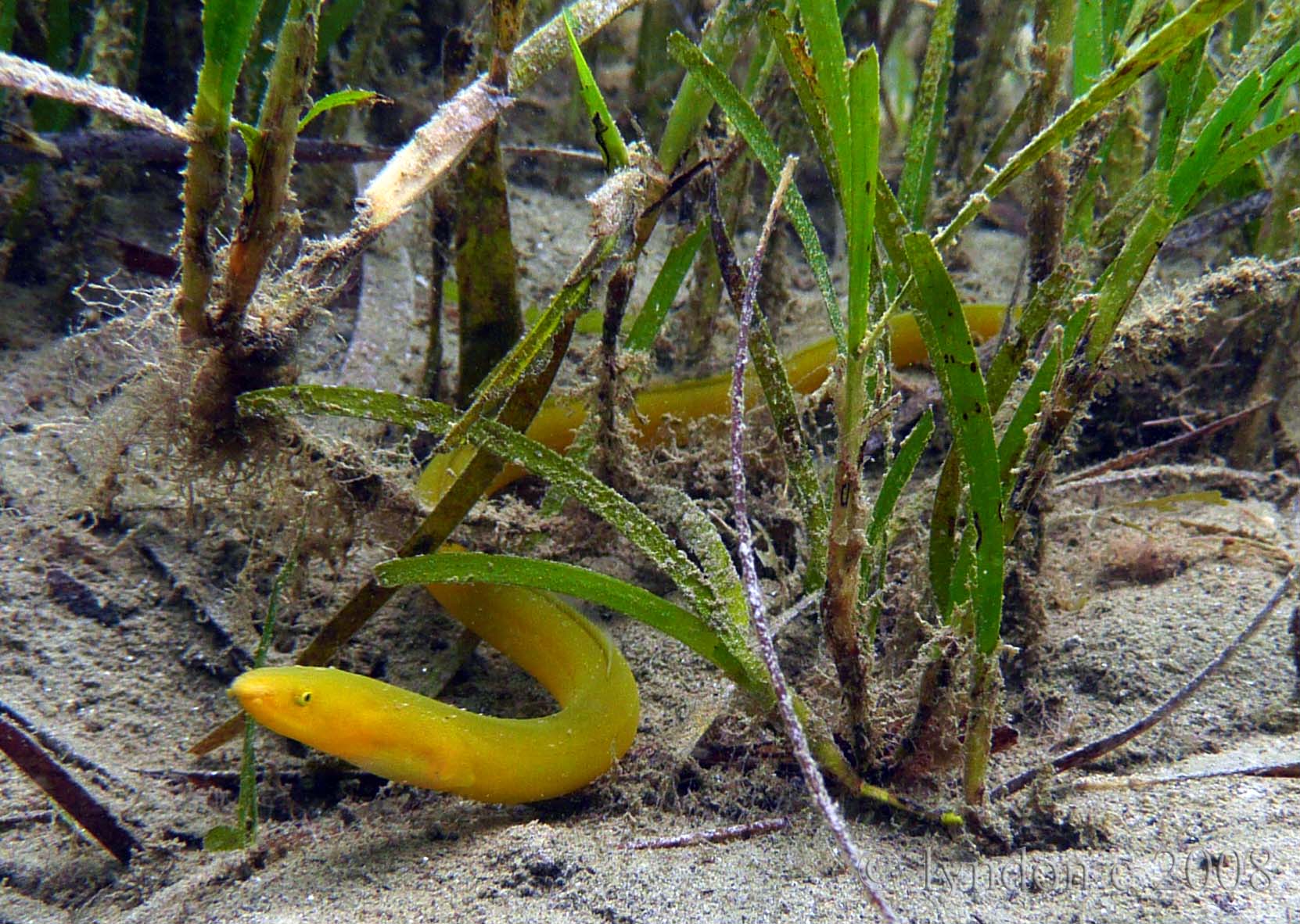 Neon Yellow Eel