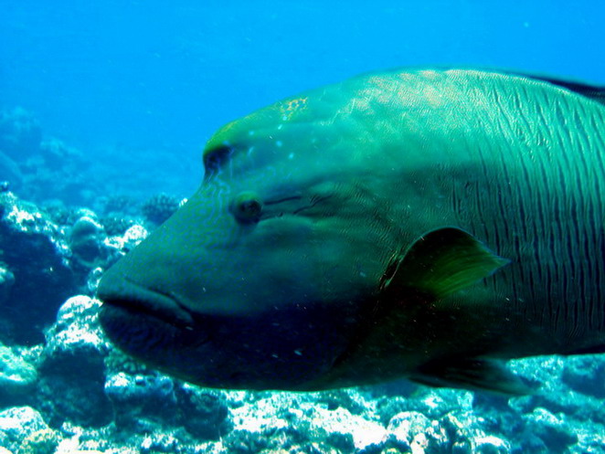 Nepolean Wrasse Head