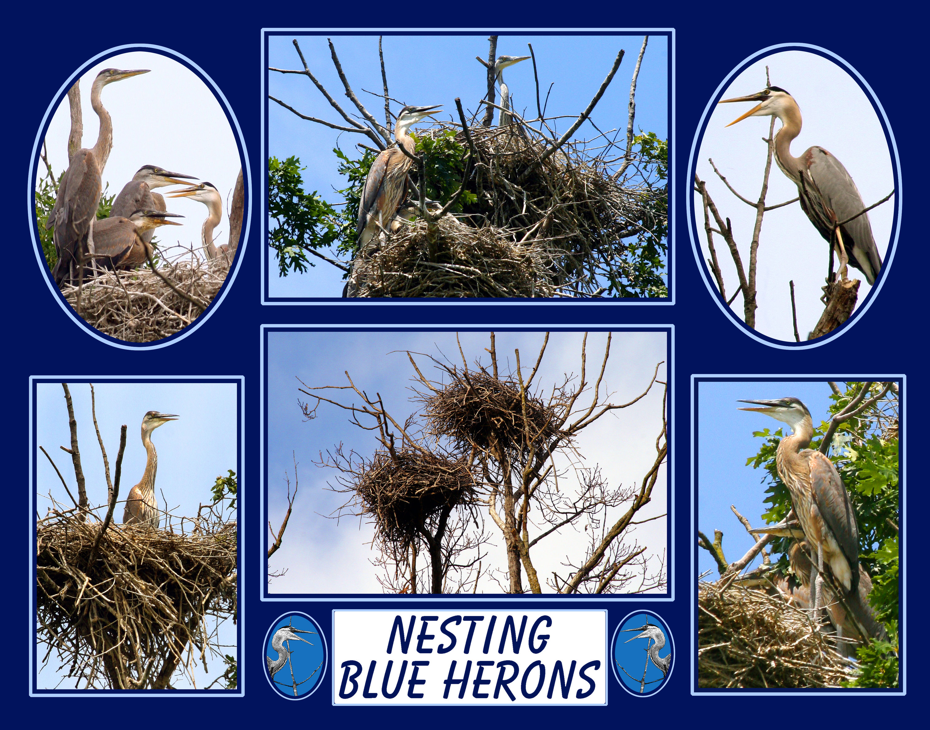 NESTING_BLUE_HERONS_11-14_4