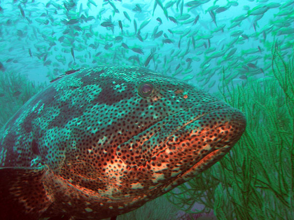 Netfin_Grouper_Epinephelus_Miliaris_2