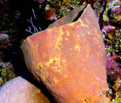 netted barrel sponge