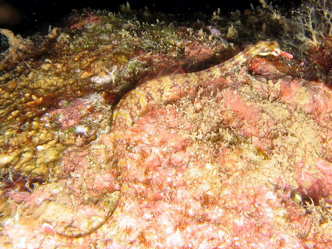 Network Pipefish