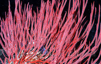 new caledonia underwater's colors 02