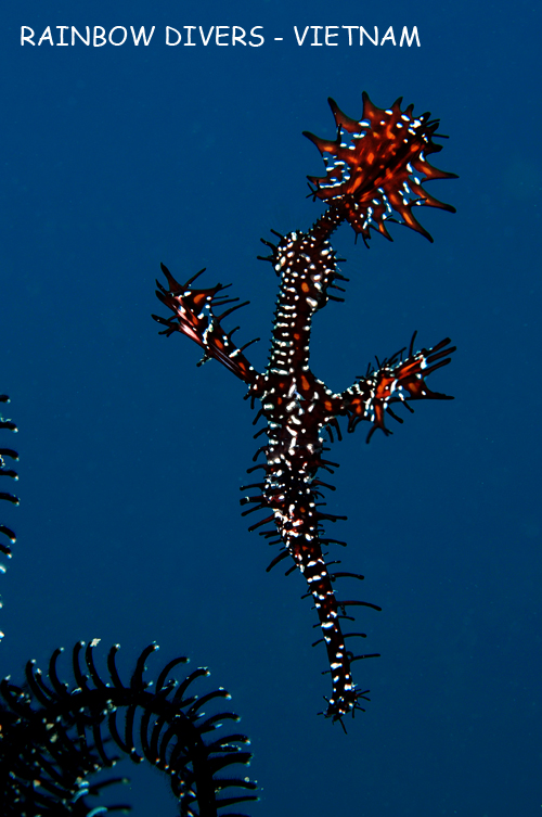 Nha Trang, Vietnam, Rainbow Divers, professional underwater photography