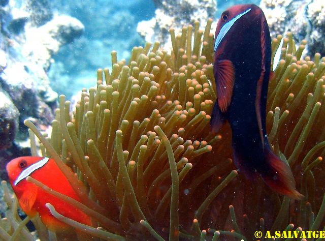 NhaTrang diving